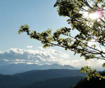Alpejskie Drzewo Niebieski