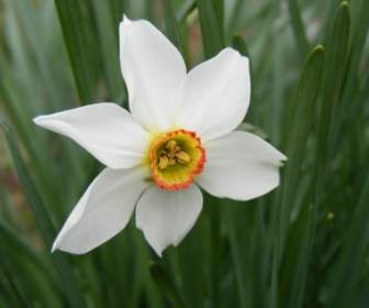 amaryllis daffodils flowers