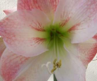 Amaryllis Blume