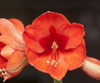 Amaryllis Bunga Tanaman