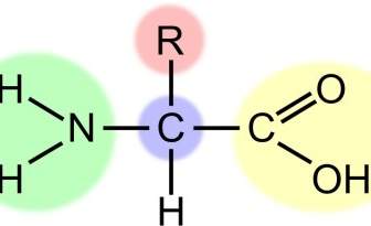 Amino Acid Highlight