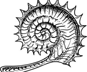 Ammonite Clip Art