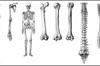 Anatomi Sikat