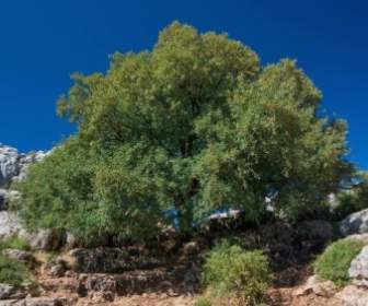 andalusia spain trees