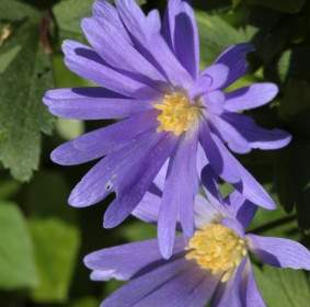Primavera De Flor Azul De Anémona
