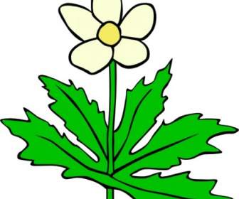 Anemone Canadensis Flor Clip Art