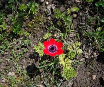 Anemone Lonely Red