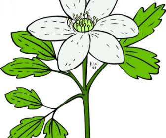 Anemone Piperi Windflower Clip Art