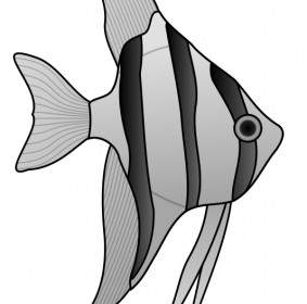 Angelfish