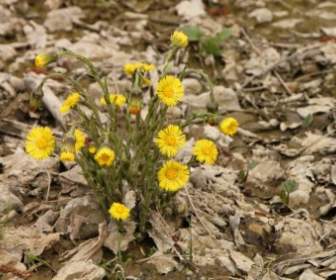 angiosperms coltsfoot edge
