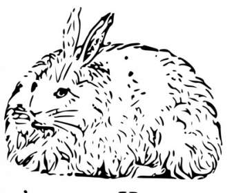 กระต่าย Angora