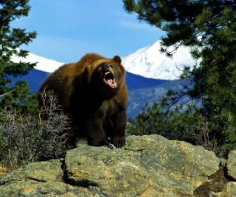 Angry Bear Wallpaper Bears Animals
