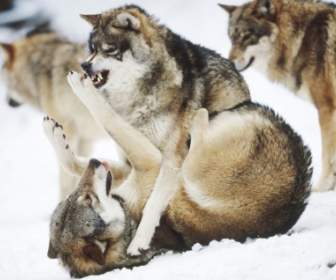 Böse Wölfe Tapete Wölfe Tiere