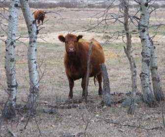アンガス牛の好奇心
