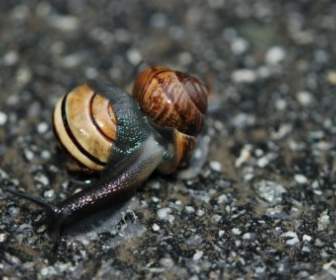 Animal Nature Snail