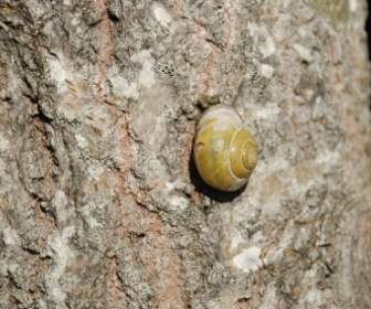 Animal Nature Snail