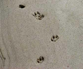 الرمال المسارات الحيوان