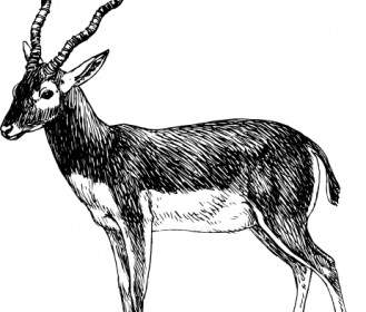 Clipart Antilope