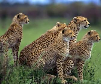 Antisipasi Wallpaper Cheetah Hewan