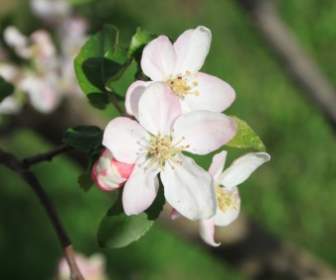 蘋果 4 月開花