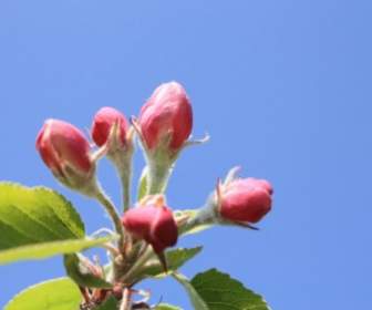 apple blossom apple tree flower