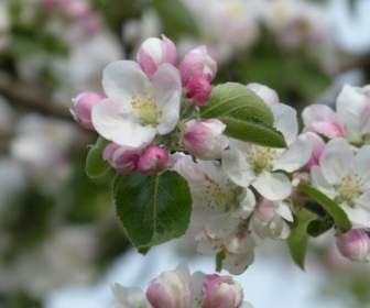 Apple Flor Maçã árvore Flor
