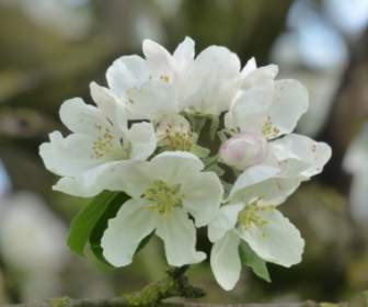 Apple Blossom Apple Tree Flower