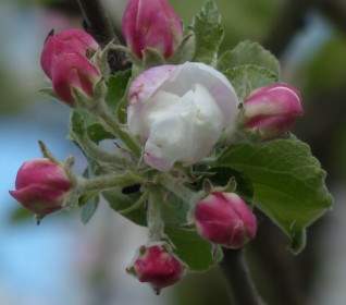 แอปเปิ้ลบลอสซั่มแอปเปิ้ลต้นไม้ดอกไม้