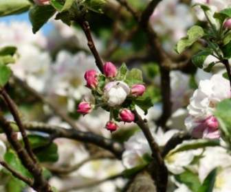 Bunga Pohon Apel Blossom Apple