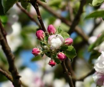 Flor De árbol De Manzana De Apple Blossom