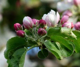 Flor De árbol De Manzana De Apple Blossom