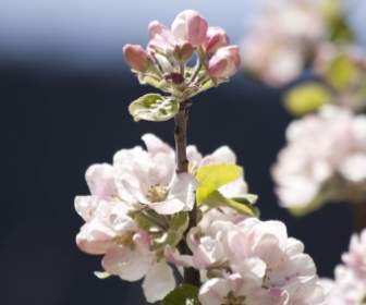 Flores De Bloom Apple Blossom