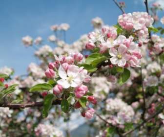 Apple Blossom Vintschgau South Tyrol
