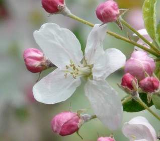 Apple Blossoms Bud Flower