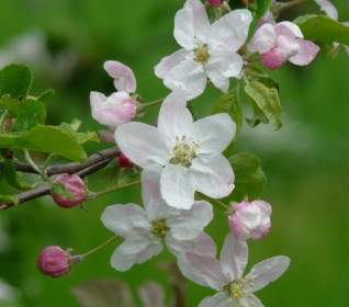 Apple Blossoms Bud Flowers