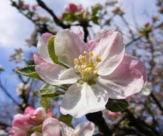 Apple цветы сезон