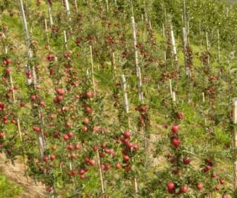 apple fruit eat