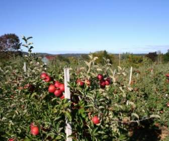 Apple Apple Vườn Hoa Cây Táo