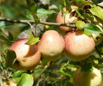 Apple Tree Apples Fruit