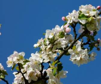Apple Tree Blossom Apple Blossom Blossom