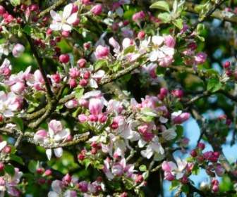 Apple Tree Blossom Apple Bunga Blossom