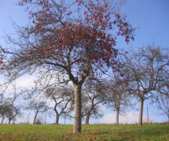 Pohon Apel Di Musim Gugur