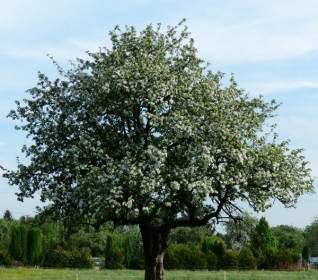 Apple Tree Tree Apple Blossom