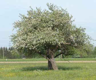Apple Pohon Pohon Apel Blossom