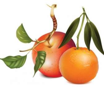 Äpfel Und Orangen-Vektor