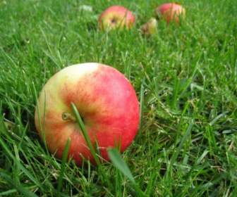 Jabłka Trawa Upadek Owoców