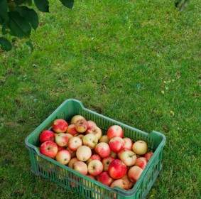 Apples In Box On Grass