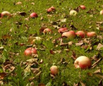 リンゴの草原の収穫