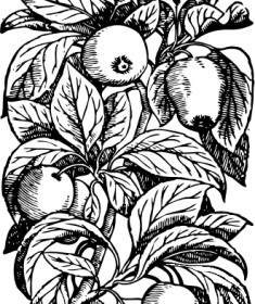 Las Manzanas En Una Rama Clip Art