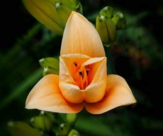 Fleur De Fleur Hémérocalle Abricot